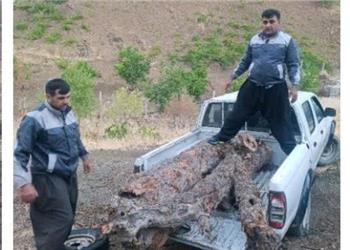کشف 600 کیلوگرم «گردهبینه بنه» قاچاق در مریوان