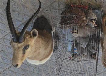 شیخویسی: برخورد با نگهداری غیرمجاز حیاتوحش ادامه دارد