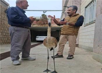 فلامینگوی زخمی پس از درمان به تالاب زریوار منتقل شد