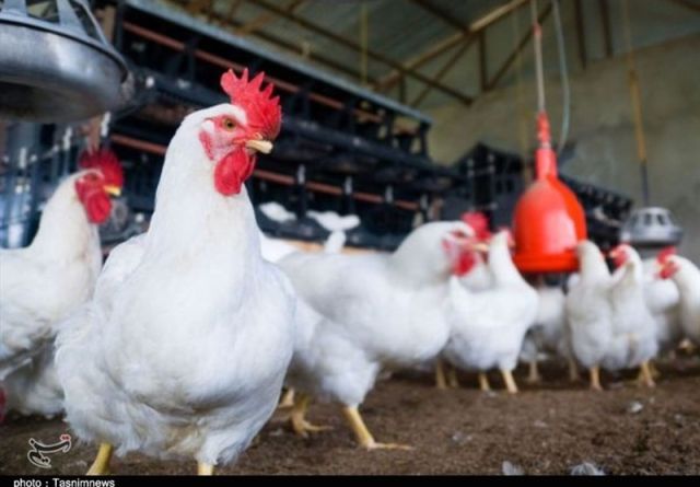 نوسان بازار مرغ در کرمانشاه تمامی ندارد