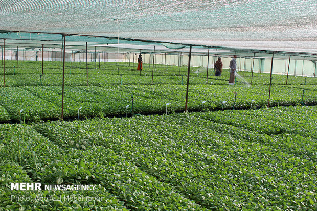 فعالیت شرکت های دانش بنیان در بخش کشاورزی کردستان گسترش یابد