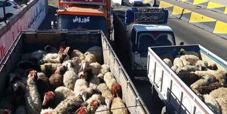 صادرات بیش از چهار هزار رأس دام از کردستان به خارج از کشور