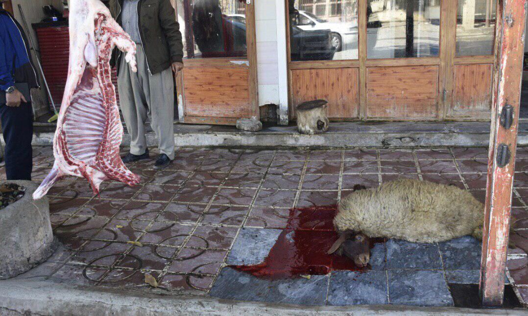 وقتی نبود کشتارگاه در هرسین سلامتی مردم را به مخاطره می‌اندازد!