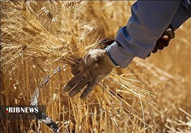 آغاز پرداخت مطالبات گندم کاران ، واریز ۵۱ درصد پول گندم خریداری شده به حساب کشاورزان