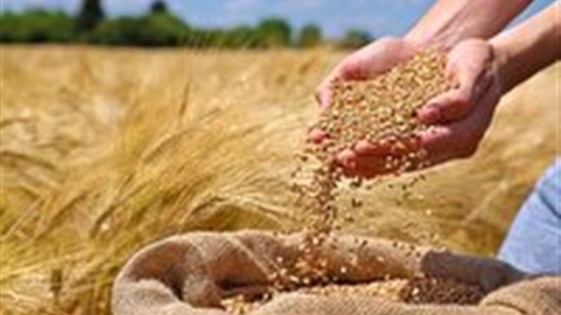 رتبه دوم استان کردستان در خرید گندم از کشاورزان