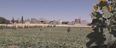 اجرای الگوی کشت محصولات کشاورزی در کردستان