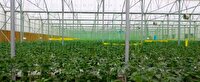 مزایای کشت گلخانه ای