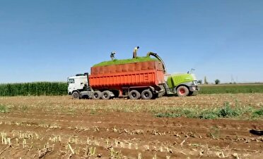 رکورد برداشت ذرت علوفه‌ای در دهگلان شکسته شد