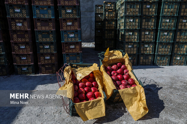 تعاون روستایی کرمانشاه در مسیر حمایت از باغداران سیب