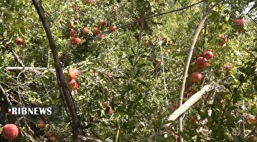 برداشت انار از باغات کامیاران