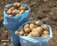 برداشت سیب‌زمینی از زمین‌های زراعی قروه