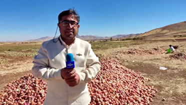 آغاز برداشت پیاز از مزارع دهگلان