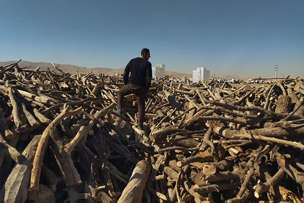 کشف چوب قاچاق بلوط در یکی از کارگاه‌های چوب‌بری کرمانشاه