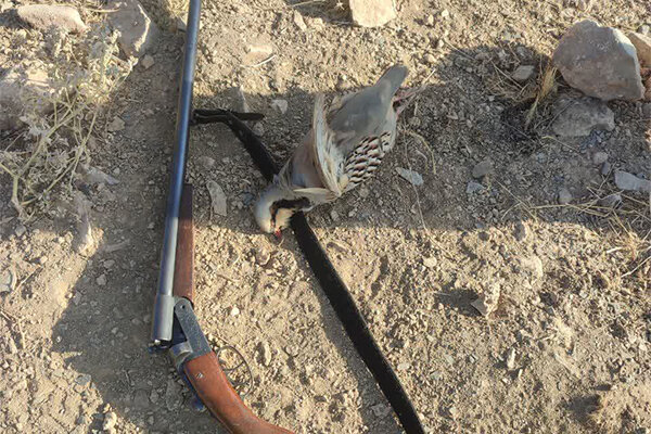 شکارچی متخلف در کنگاور دستگیر و به مراجع قضایی معرفی شد