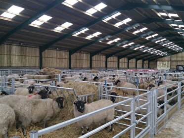 لزوم اجرای روش های نوین در دامداری ها