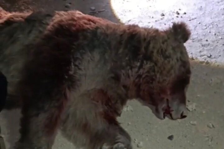 تلف شدن یک قلاده خرس در برخورد با خودروی سواری در محور اسلام‌آباد غرب