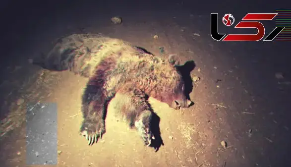 تلف شدن یک قلاده خرس قهوه ای بر اثر تصادف با پراید