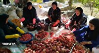 برداشت انار از سطح باغات سروآباد