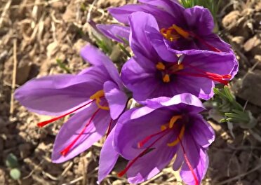 برداشت طلای سرخ در سطح هشت هکتار از اراضی زراعی قروه