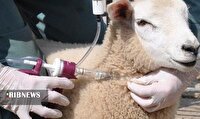 واکسیناسیون دام‌های کردستان علیه بیماری تب‌برفکی