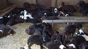 اجرای همزمان سازی فحلی دام در بیجار