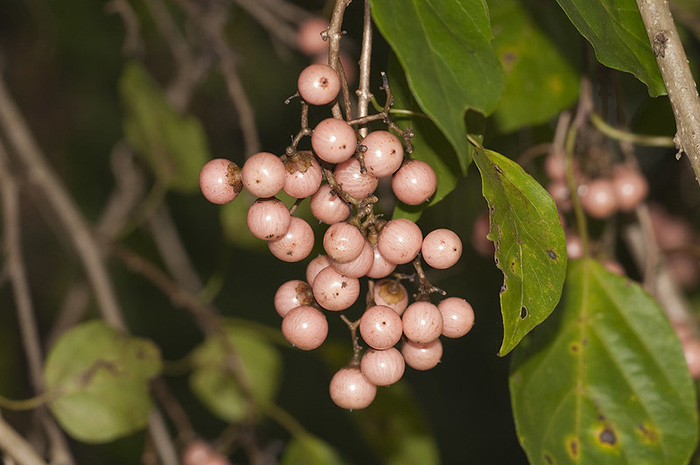 میوه عجیب ضد سرماخوردگی!