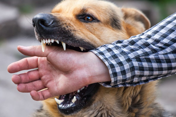 افزایش موارد گازگرفتگی سگ در کرمانشاه