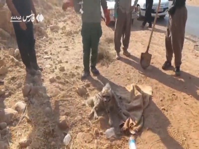 همکاری مردم و محیط‌بانان گیلان‌غرب برای نجات کفتار مصدوم