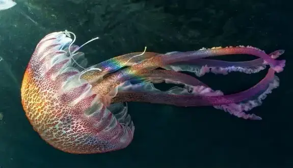 آیا حیوانات بدون مغز می‌توانند فکر کنند؟