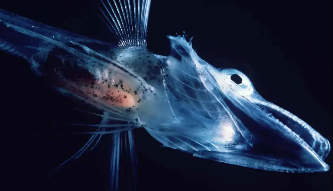 چطور برخی ماهی‌ها در دمای زیر صفر جنوبگان یخ نمی‌زنند؟