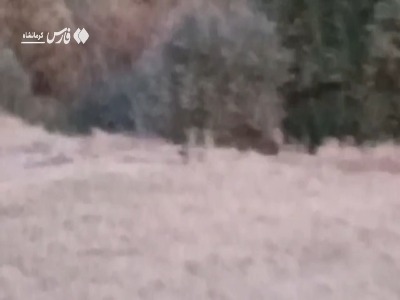 رؤیت یک گربه‌سان بزرگ در ارتفاعات صحنه