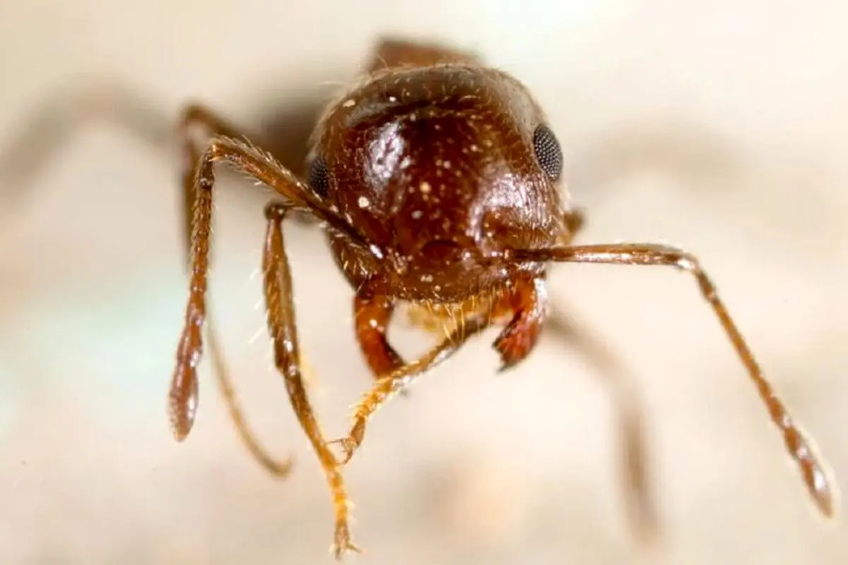 مادرکُشی در کلونی مورچه‌ها؛ ترفند هولناک ملکه‌های انگل!