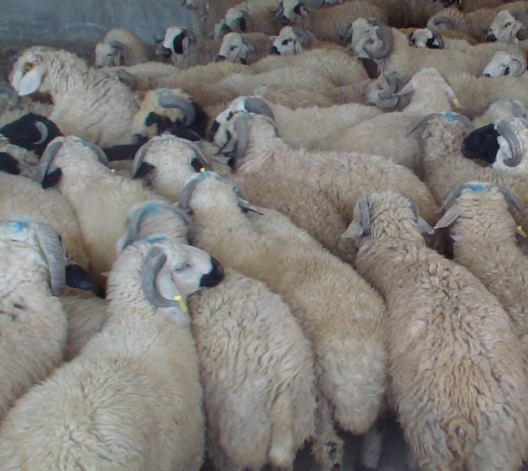 کشف ۳۳ رأس دام قاچاق در کنگاور