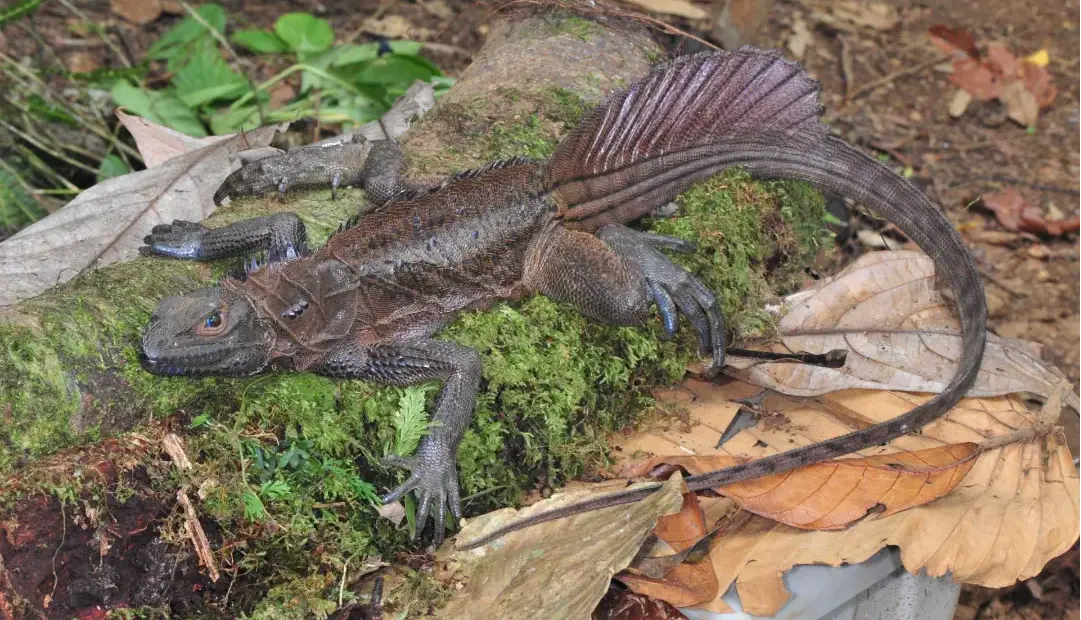 با اژدهایان بادبانی آشنا شوید؛ خزندگانی شگفت‌انگیز که انگار از عصر دایناسورها آمده‌اند