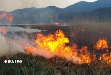 مهار آتش‌سوزی در نیزار‌های تالاب زریبار