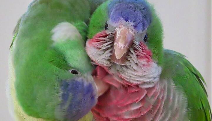 طوطی‌ها با احتیاط دوست جدید پیدا می‌کنند