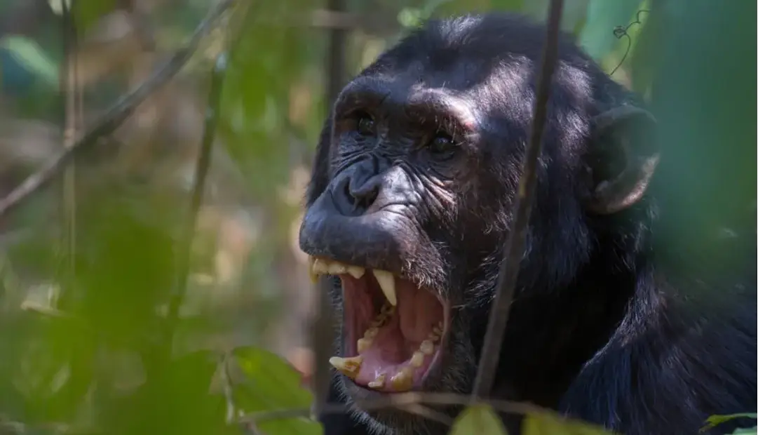 ریشه تکاملی جنگ؛‌ چگونه نزاعی 10 ساله میان شامپانزه‌ها به شکوفایی جمعیت آن‌ها منجر شد؟