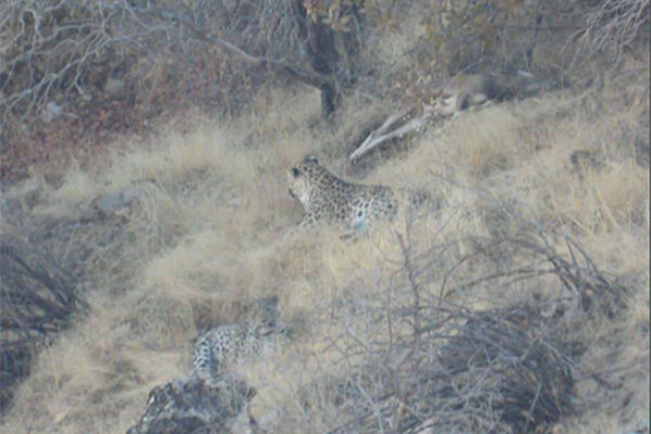 مشاهده خانواده ۳ نفره پلنگ ایرانی در ارتفاعات پاوه