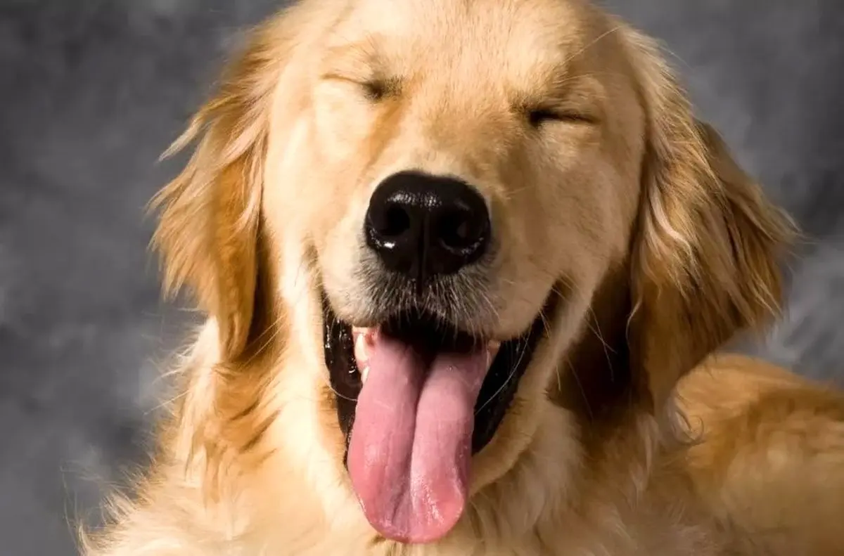 محققان از شباهت ژنتیکی غیرمنتظره بین انسان‌ها و سگ‌های گلدن رتریور پرده برداشتند