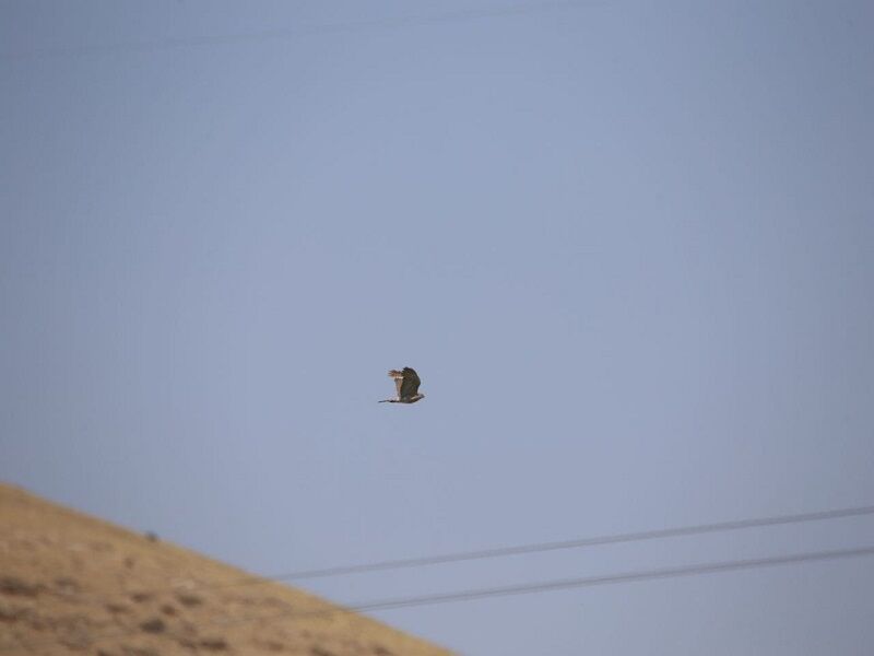 گونه‌های پرندگان ثبت شده در کردستان به ۳۱۳ گونه رسید