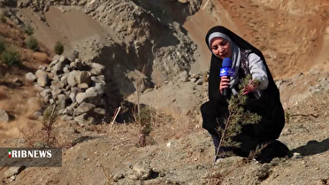 کردستان پیشرو در طرح ملی نهال کاری