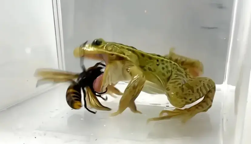 زنبورهای قاتل کابوس جانوران دیگر هستند؛ اما قورباغه‌های بی‌باک برکه آن‌ها را یک لقمه می‌کنند