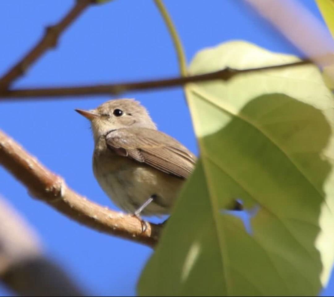 ثبت نخستین مشاهده «مگس‌گیر سینه‌سرخ» در کردستان