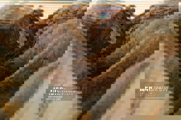 کشف محموله احشام قاچاق در سنقروکلیایی