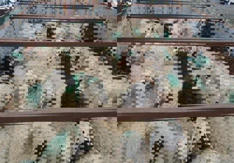 کشف ۶۹ رأس دام قاچاق در شهرستان ثلاث باباجانی