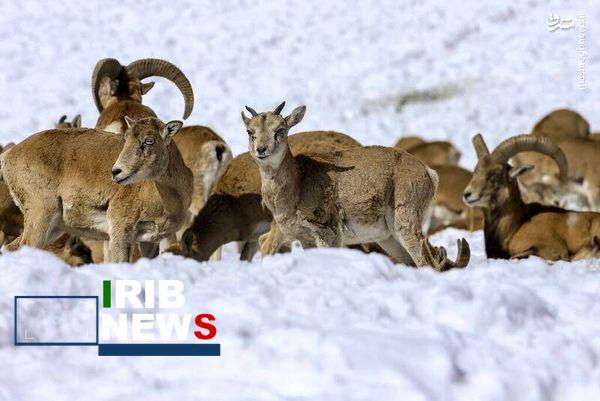 آغاز سرشماری زمستانی پستانداران در کردستان