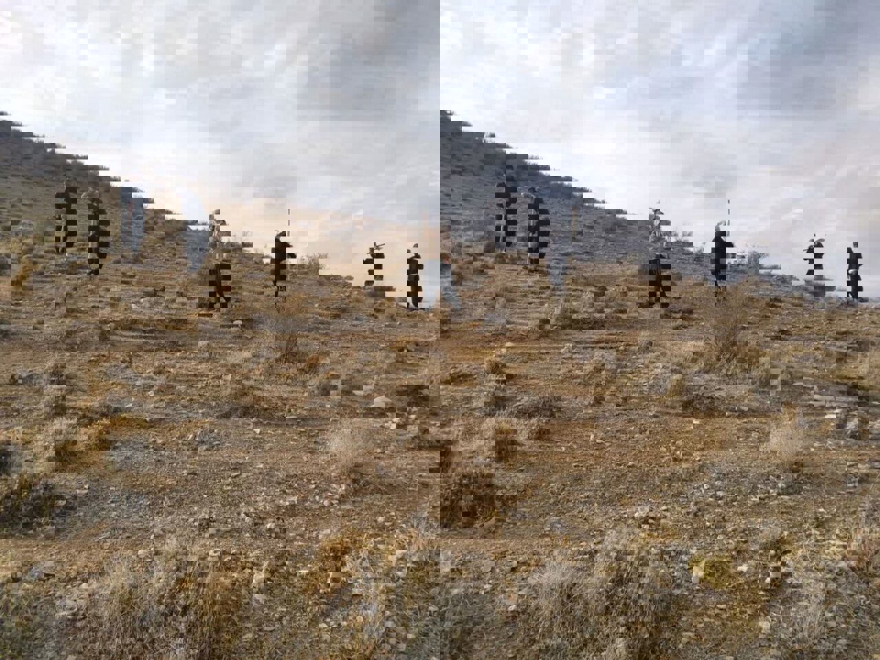 آغاز عملیات کپه‌کاری برای احیای مراتع اسلام‌آبادغرب