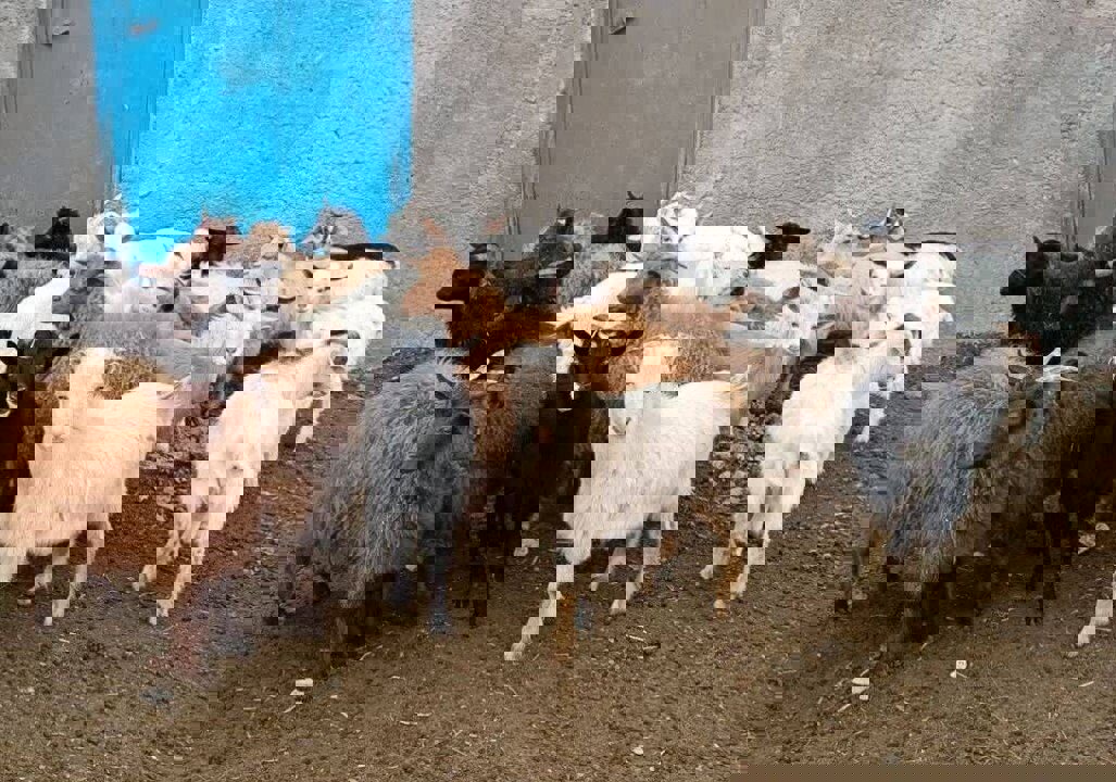 نجات «بز مرخز» از انقراض؛ احیای یک نژاد بومی با طعم اشتغال در دهگلان