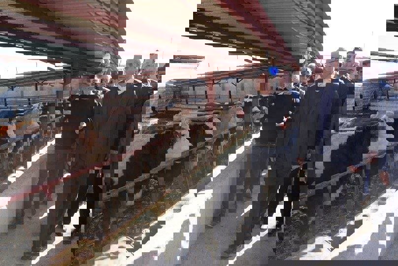 بازدید استاندار کرمانشاه از واحد پرورش دام سنگین نجف‌آباد