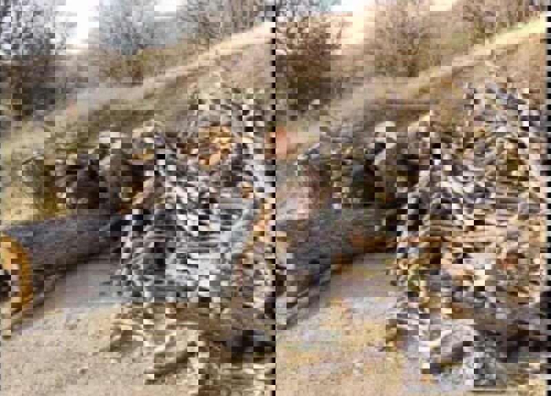 توقیف پنج تن چوب قاچاق در سنقروکلیایی